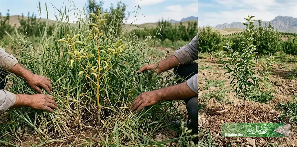 علف هرز پای درخت؛ چه زمانی برای نهال خطرناک می‌شود؟