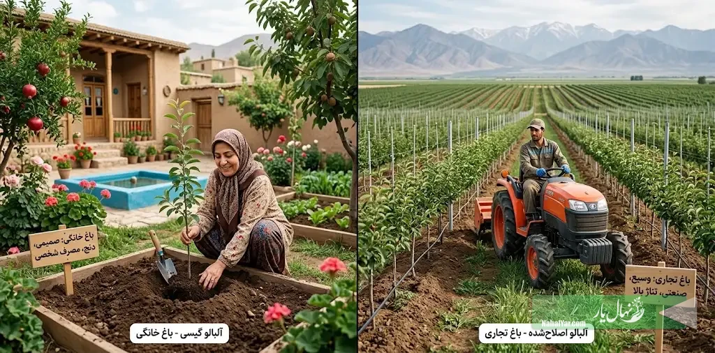 خرید نهال آلبالو | انتخاب مناسب برای باغ خانگی یا تجاری