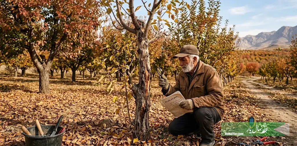 شناسایی درخت ضعیف قبل از زمستان | چک‌لیست پایش باغ