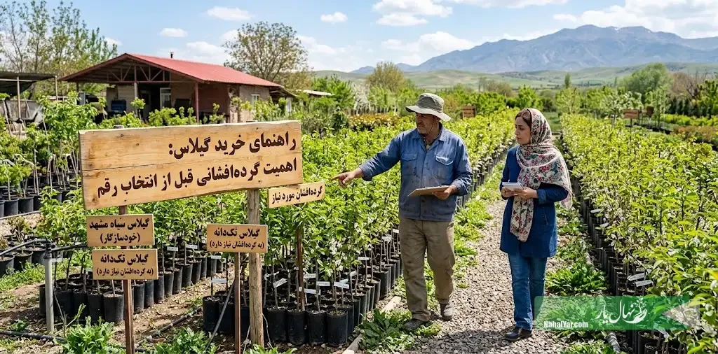 خرید نهال گیلاس | راهنمای انتخاب رقم و گرده‌افشان