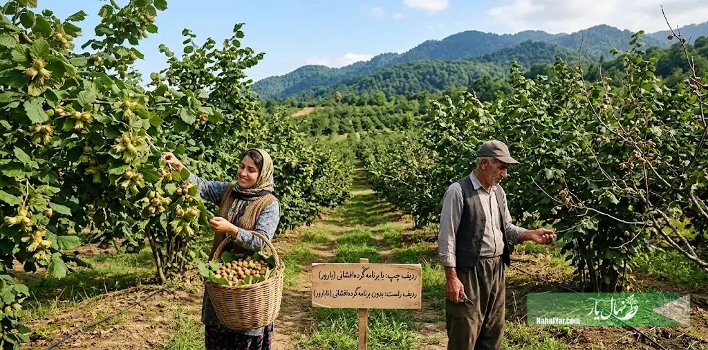 نهال فندق و گرده‌افشانی؛ انتخاب رقم بدون برنامه چه مشکلی دارد؟