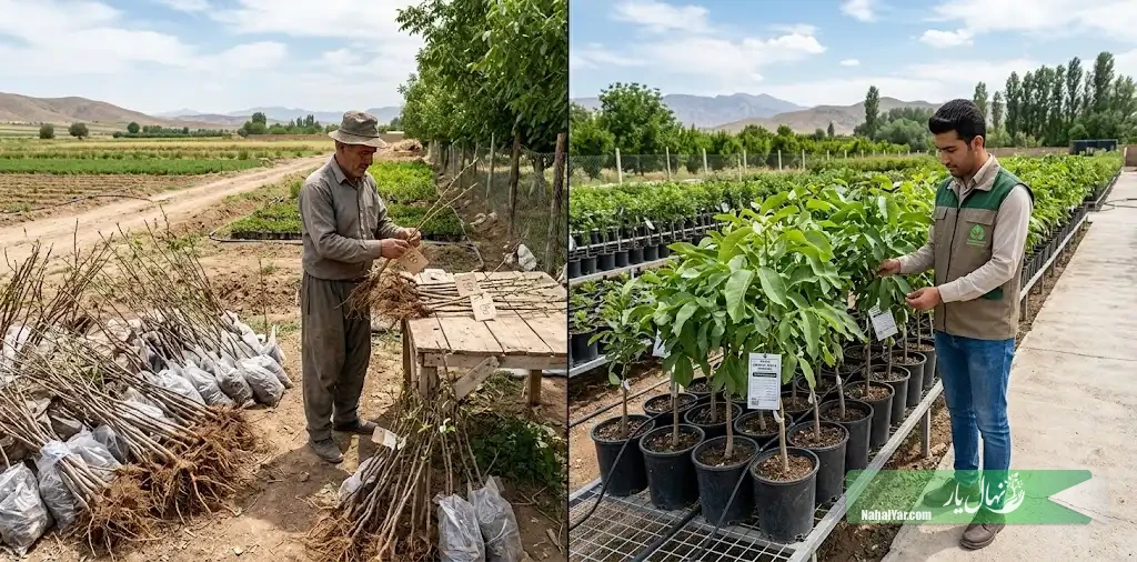 قیمت نهال بادام چرا از یک نهالستان تا نهالستان دیگر فرق می‌کند؟