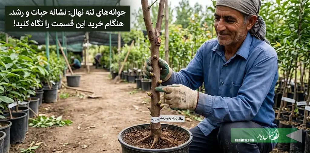 جوانه‌های تنه نهال چرا مهم‌اند؟ راهنمای بررسی هنگام خرید
