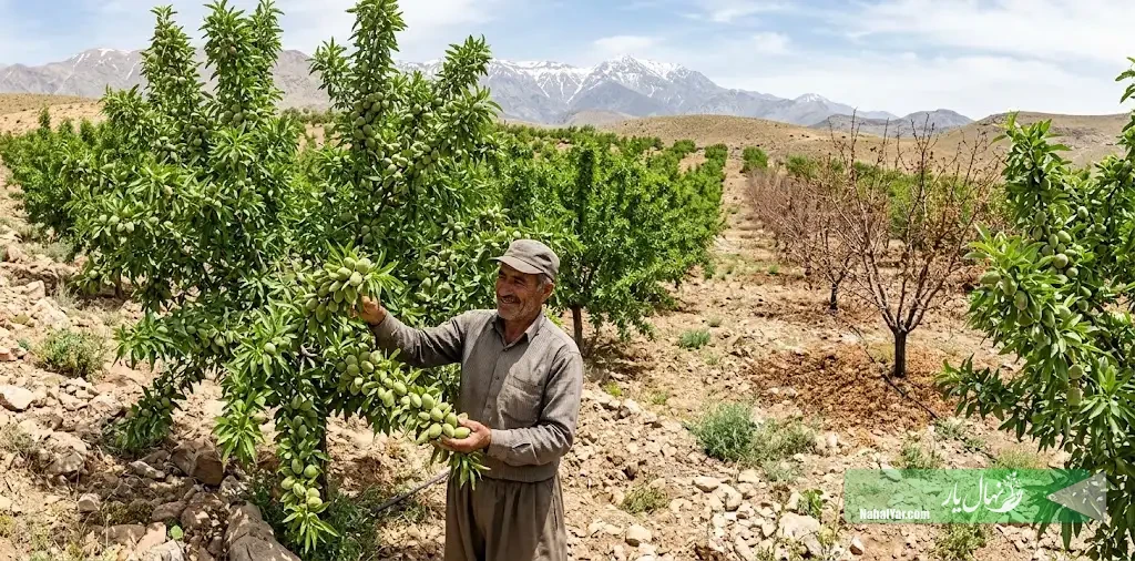نهال بادام دیرگل؛ چه باغدارانی باید آن را انتخاب کنند؟