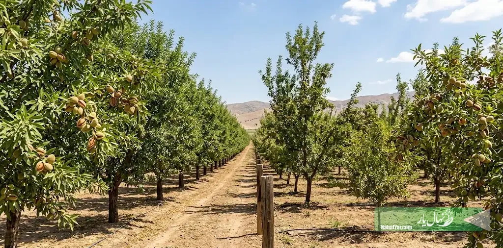نهال بادام پیوندی یا بذری؟ تفاوت در یکنواختی و مدیریت باغ