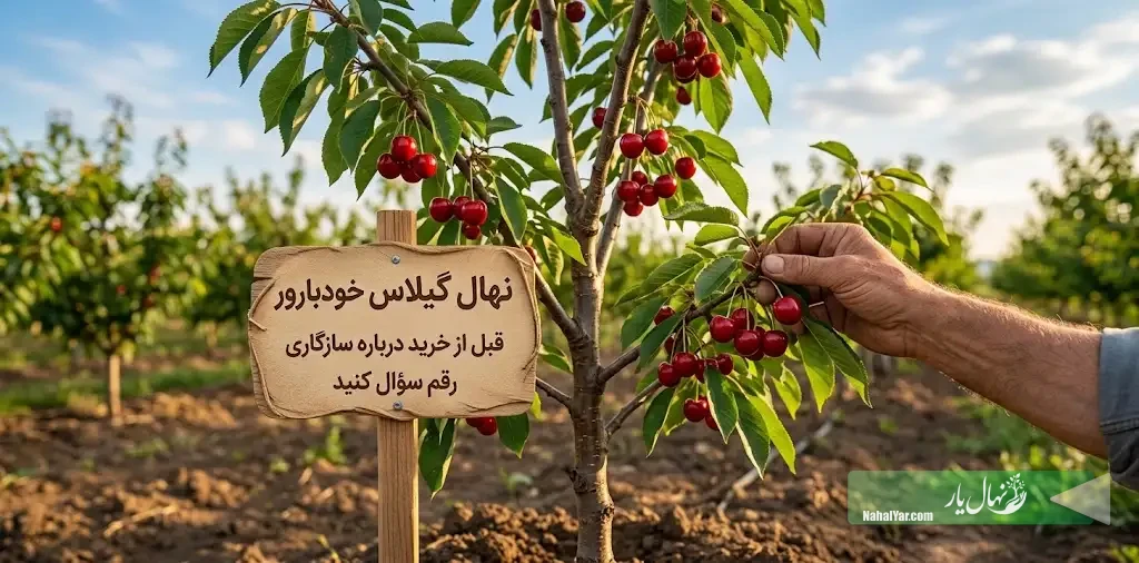 نهال گیلاس خودبارور | سازگاری رقم قبل از خرید
