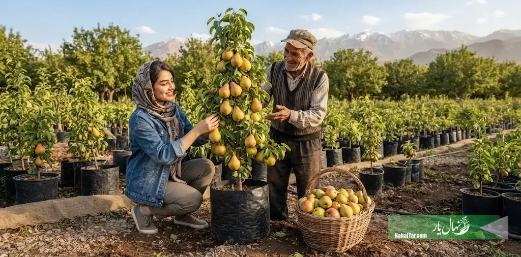 نهال یار | بررسی رقم زودرس یا دیررس نهال گلابی