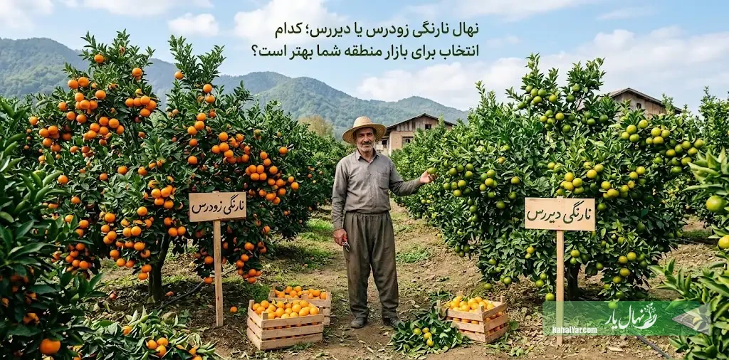 نهال نارنگی زودرس یا دیررس؟ مقایسه برای بازار منطقه