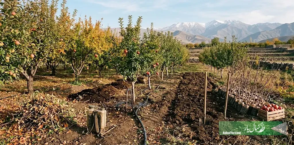 نهال‌یار | مهرماه در باغ چه کارهایی را اولویت‌بندی کنیم؟ تقویم عملی تا زمستان
