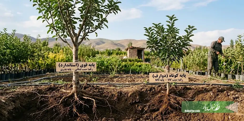 پایه قوی یا پایه کوتاه نهال؟ راهنمای انتخاب نهال پیوندی