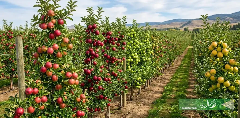 نهال‌یار | خرید نهال سیب تجاری؛ انتخاب رقم مناسب برای بازار و برداشت