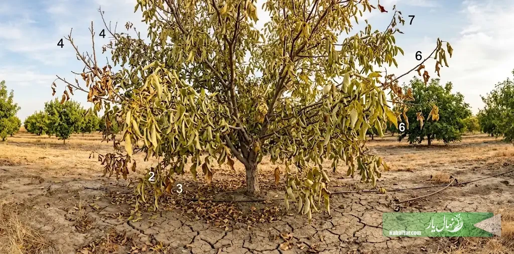 نهال‌یار | ۷ نشانه تشنگی درخت | تشخیص کم‌آبی و زمان آبیاری