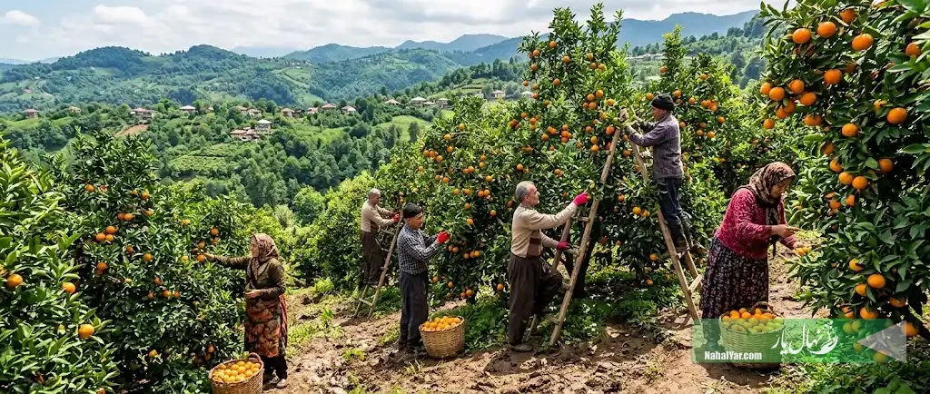 آغاز برداشت نارنگی و نارنج در گیلان؛ پیش‌بینی تولید ۲۳۳ هزار تن مرکبات