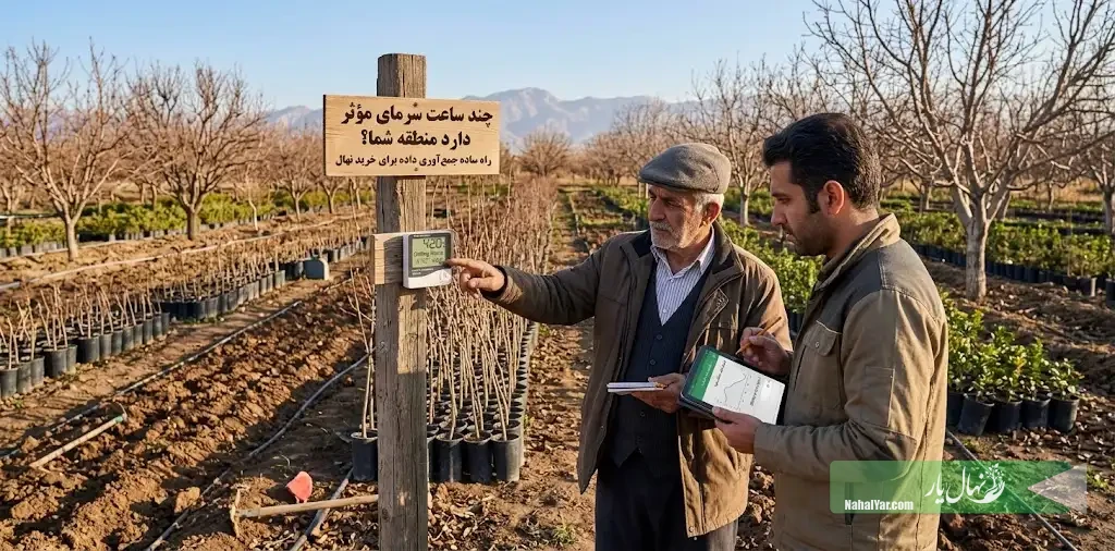 ساعات سرمای مؤثر منطقه | راهنمای خرید نهال و انتخاب رقم