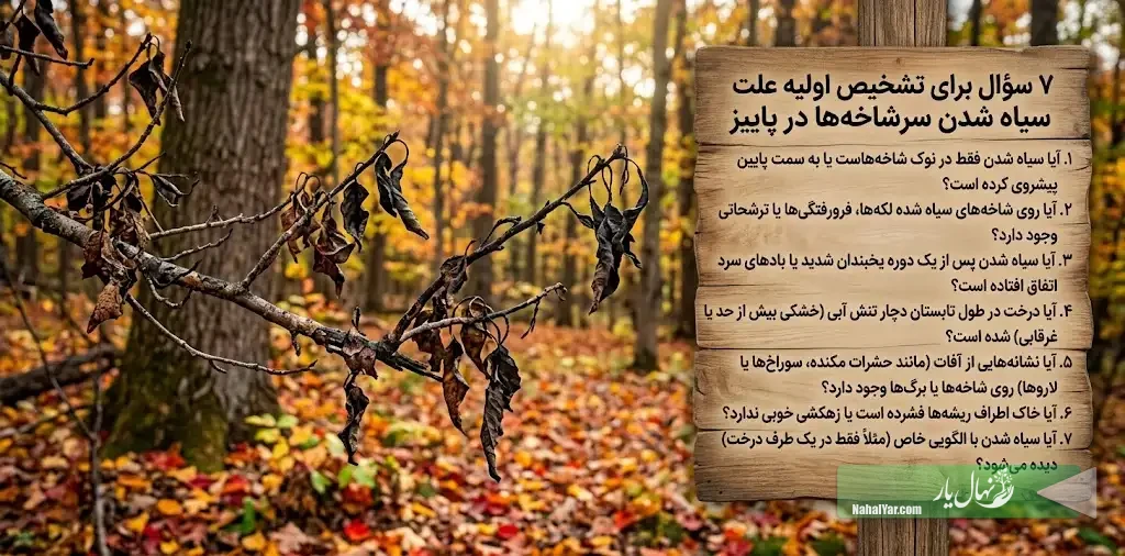 سیاه شدن سرشاخه‌ها در پاییز | ۷ سؤال برای تشخیص علت