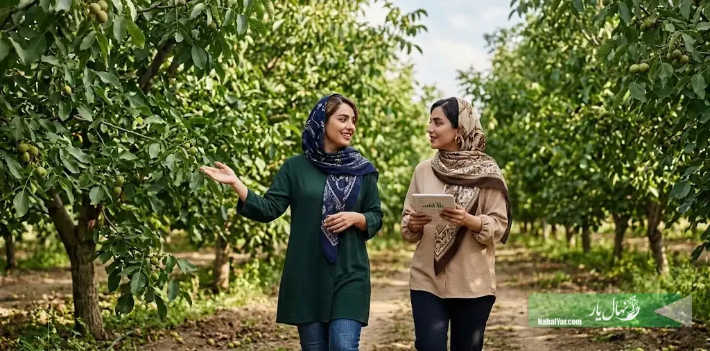 چطور سود بالقوه باغ گردو را قبل از خرید نهال با یک برآورد ساده بسنجیم؟