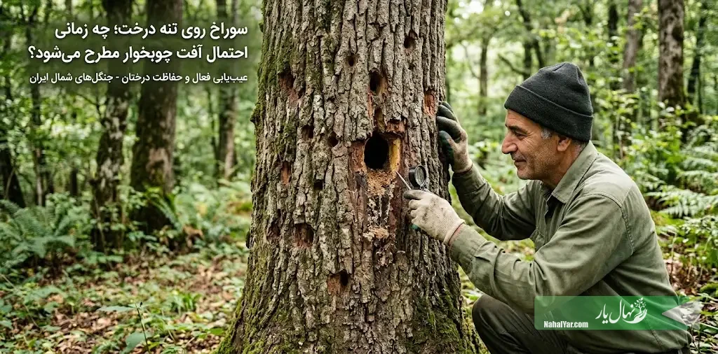 سوراخ روی تنه درخت | تشخیص آفت چوبخوار و علائم آن