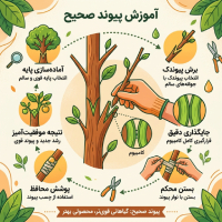 نهال‌یار | آموزش پیوند صحیح درختان