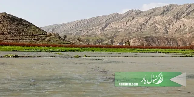 نابودی 40 هکتار انارستان عرب رودبار بر اثر آب‌گرفتگی