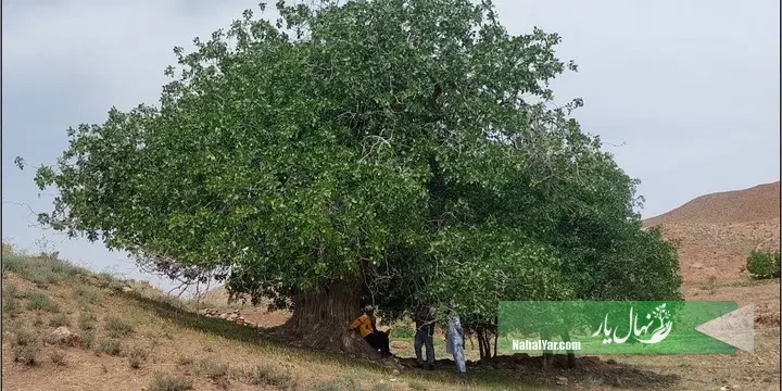 درخت پسته کهنسال پُشته تایباد با قدمت 480 سال ثبت ملی شد