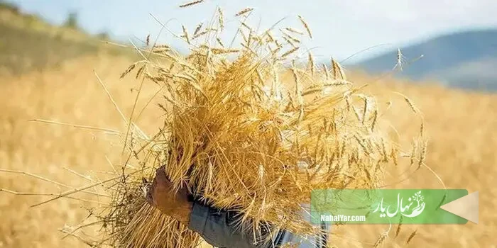 کشت پاییزه خوزستان؛ مدیریت زمان کاشت گندم و کلزا