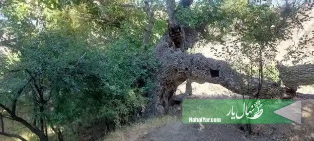خبر: ثبت درخت گردوی کهنسال زرقان جغتای در میراث ملی ایران
